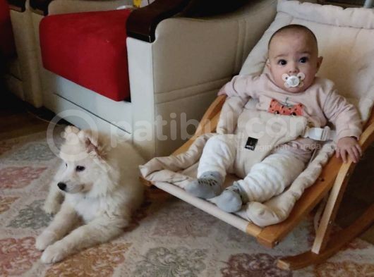 Eği̇ti̇mli Asili 3 Ayli̇k Samoyed görsel