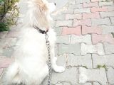 Eği̇ti̇mli Asili 3 Ayli̇k Samoyed