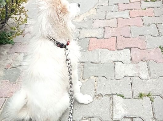 Eği̇ti̇mli Asili 3 Ayli̇k Samoyed görsel