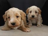 Maltipoo Yavrular Teslime Hazır