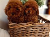 Toy Poodle Yavrular