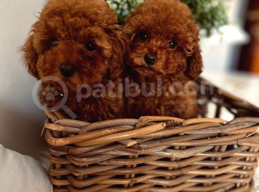 Toy Poodle Yavrular görsel
