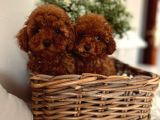 Toy Poodle Yavrular
