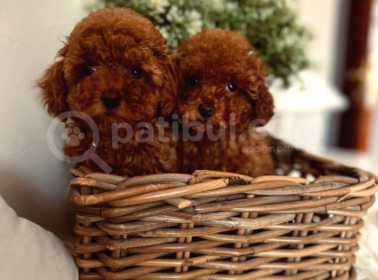 Toy Poodle Yavrular görsel