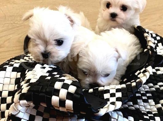 A Kalite Maltese Terrier Yavrularımız görsel