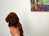En Küçük Boy Orjinal Toy Poodle Yavrum