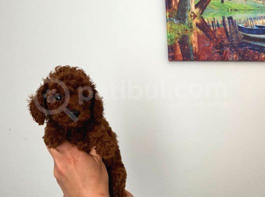 En Küçük Boy Orjinal Toy Poodle Yavrum görsel