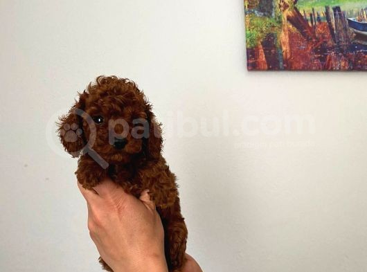 En Küçük Boy Orjinal Toy Poodle Yavrum görsel