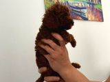 En Küçük Boy Orjinal Toy Poodle Yavrum