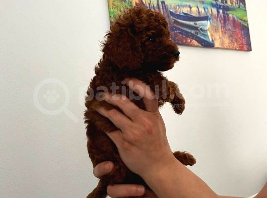 En Küçük Boy Orjinal Toy Poodle Yavrum görsel