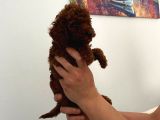 En küçük boy orjinal toy poodle yavrum