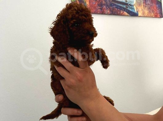 En Küçük Boy Orjinal Toy Poodle Yavrum