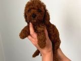 Kore Toy Poodle Bebeklerim