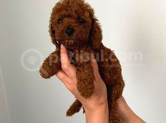 Kore Toy Poodle Bebeklerim görsel