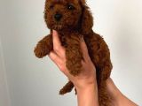 Kore Toy Poodle Bebeklerim