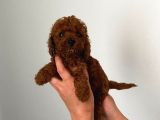 Kore Toy Poodle Bebeklerim