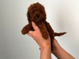 Kore Toy Poodle Bebeklerim