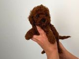 Kore toy Poodle bebeklerim