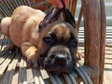 Fawn Cane Corso Bebekler