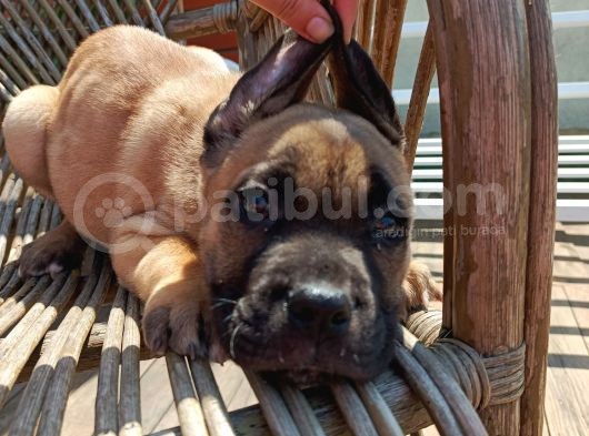 Fawn Cane Corso Bebekler görsel