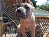 Fawn Cane corso bebekler