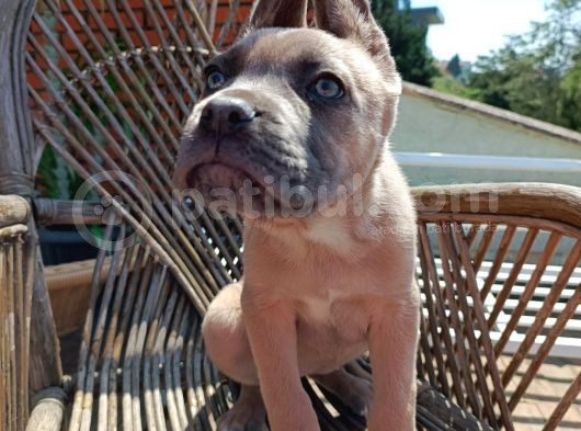 Fawn Cane Corso Bebekler