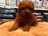 Tooy poodle cinsi yavrular DİŞİ erkek mevcuttur 