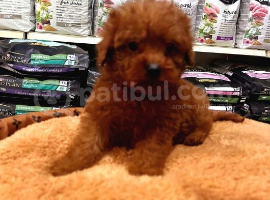 Tooy Poodle Cinsi Yavrular Di̇şi̇ Erkek Mevcuttur 