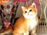 Show Kalite British Golden Bebekler