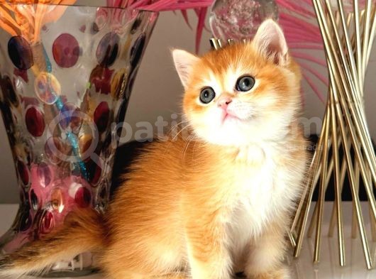 Show Kalite British Golden Bebekler görsel