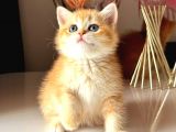 Show Kalite British Golden Bebekler
