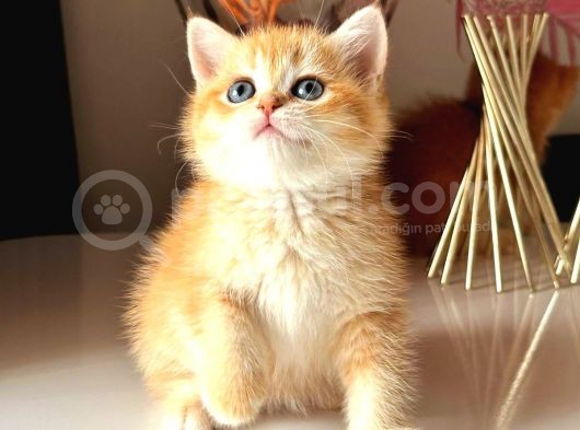 Show Kalite British Golden Bebekler görsel