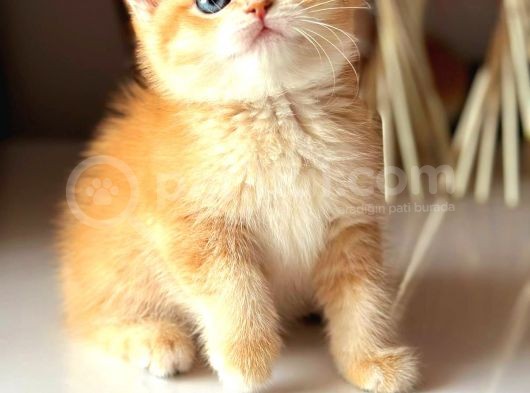 Show Kalite British Golden Bebekler görsel