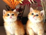 Show kalite british golden bebekler