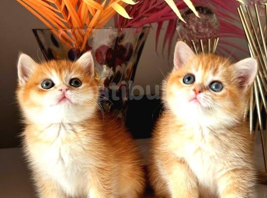 Show Kalite British Golden Bebekler