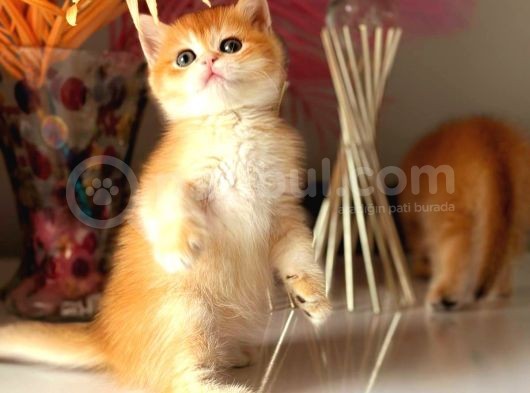 Show Kalite British Golden Bebekler görsel
