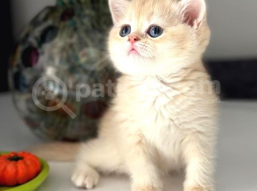 Çok Kali̇teli̇bri̇ti̇sh Shorthai̇r Golden  Yavrular görsel