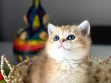 Çok Kali̇teli̇bri̇ti̇sh Shorthai̇r Golden  Yavrular