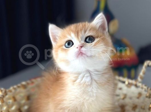 Çok Kali̇teli̇bri̇ti̇sh Shorthai̇r Golden  Yavrular görsel