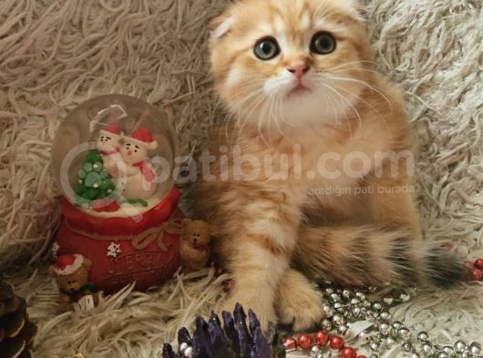 Muhteşem Güzelli̇kte Yavrularımız görsel