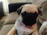 Efsane Güzelli̇kteki̇ Basik Surat Pug Yavrular