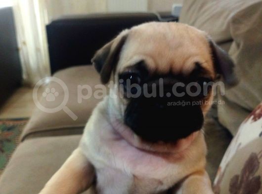Efsane Güzelli̇kteki̇ Basik Surat Pug Yavrular görsel