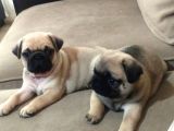 Efsane Güzelli̇kteki̇ Basik Surat Pug Yavrular