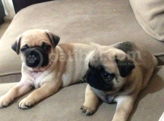 Efsane Güzelli̇kteki̇ Basik Surat Pug Yavrular görsel
