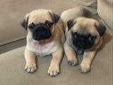 Efsane Güzelli̇kteki̇ Basik Surat Pug Yavrular