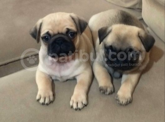 Efsane Güzelli̇kteki̇ Basik Surat Pug Yavrular görsel