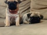 EFSANE GÜZELLİKTEKİ BASIK SURAT PUG YAVRULAR