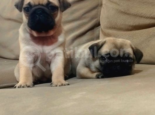 Efsane Güzelli̇kteki̇ Basik Surat Pug Yavrular