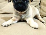 Efsane Güzelli̇kteki̇ Basik Surat Pug Yavrular