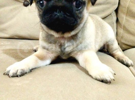 Efsane Güzelli̇kteki̇ Basik Surat Pug Yavrular görsel